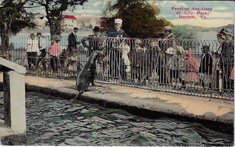 Feeding the sea lions at City Park Postcard