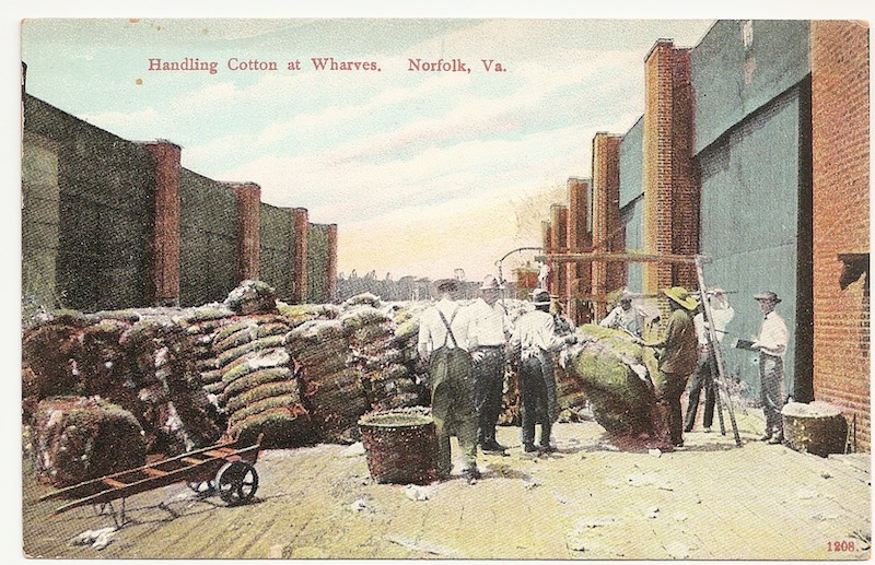 Handling Cotton at Wharves Postcard