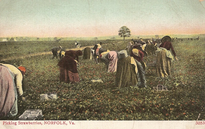 Picking Strawberries Postcard