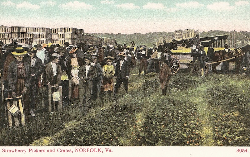 Strawberry Pickers and Crates Postcard